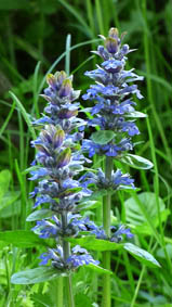 Ajuga pyramidalis